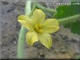 watermelon flower blossom