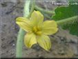 watermelon flower blossom