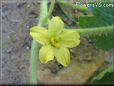 watermelon flower blossom