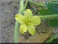 watermelon flower blossom