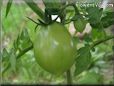 pear tomato