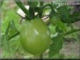 pear tomato pictures