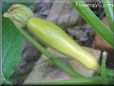 small squash