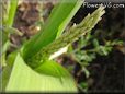 corn tassle