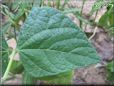 green bean leaf