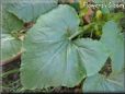  pumpkin leaf