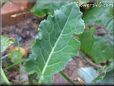 kohlrabi leaf