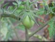 small pear tomato