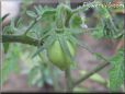 small pear tomato