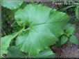  pumpkin leaf