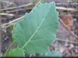  kohlrabi leaf