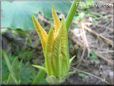 pumpkin blossom