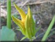 pumpkin blossom