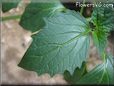  tomatillo leaf