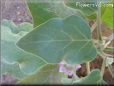 eggplant leaf