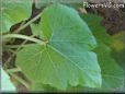  zucchini leaf