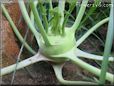 kohlrabi vegetable