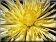 chrysanthemum photo