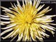 yellow chrysanthemum picture
