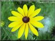 yellow coneflower flower picture