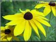 coneflower flower picture