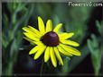 coneflower flower picture