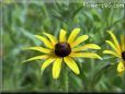 yellow daisy flowers pictures