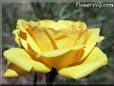 黄色いバラ 写真