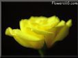 黄色いバラ 写真