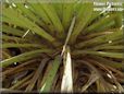 yucca plant picture
