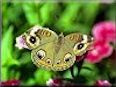 Buckeye butterfly picture