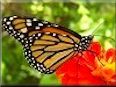 Monarch butterfly picture