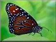 Queen butterfly picture
