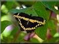 Swallowtail butterfly picture
