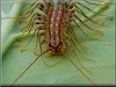 house centipede pictures