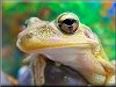  cuban tree frog pictures