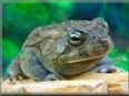  egyptian toad pictures