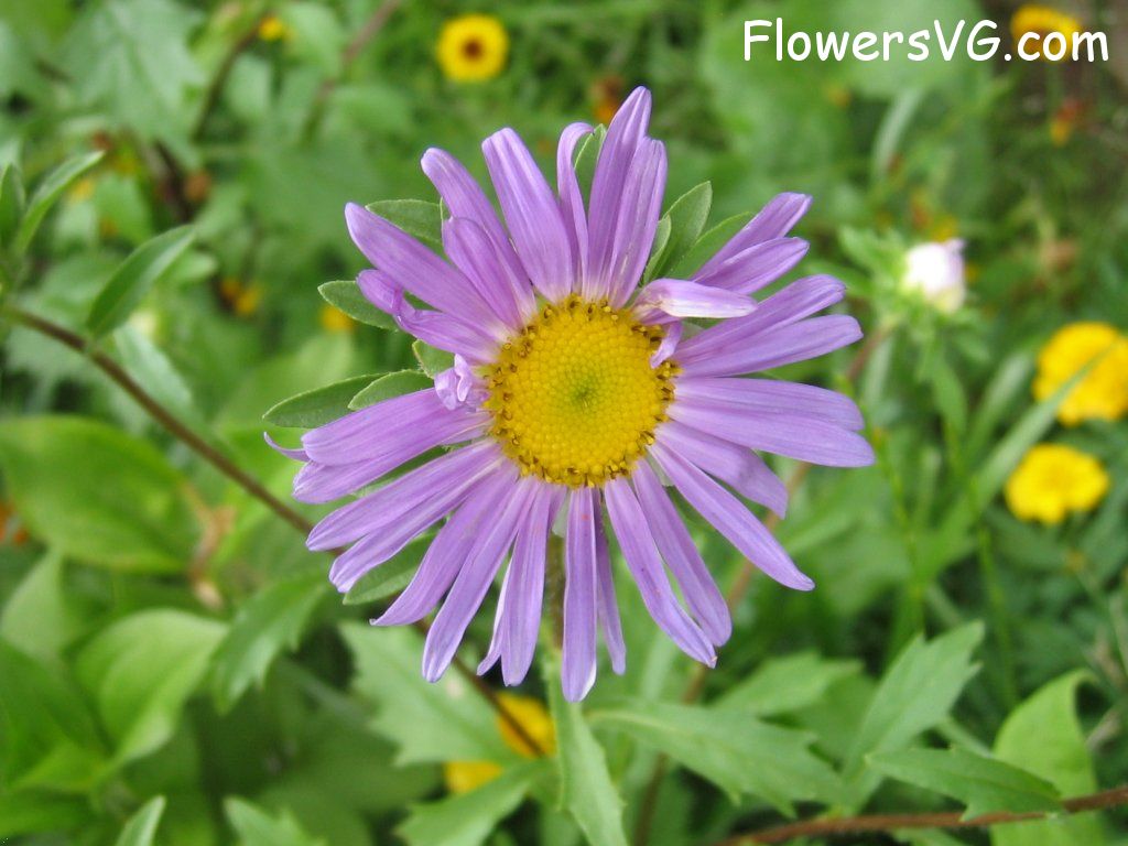 daisy flower Photo abflowers0557.jpg