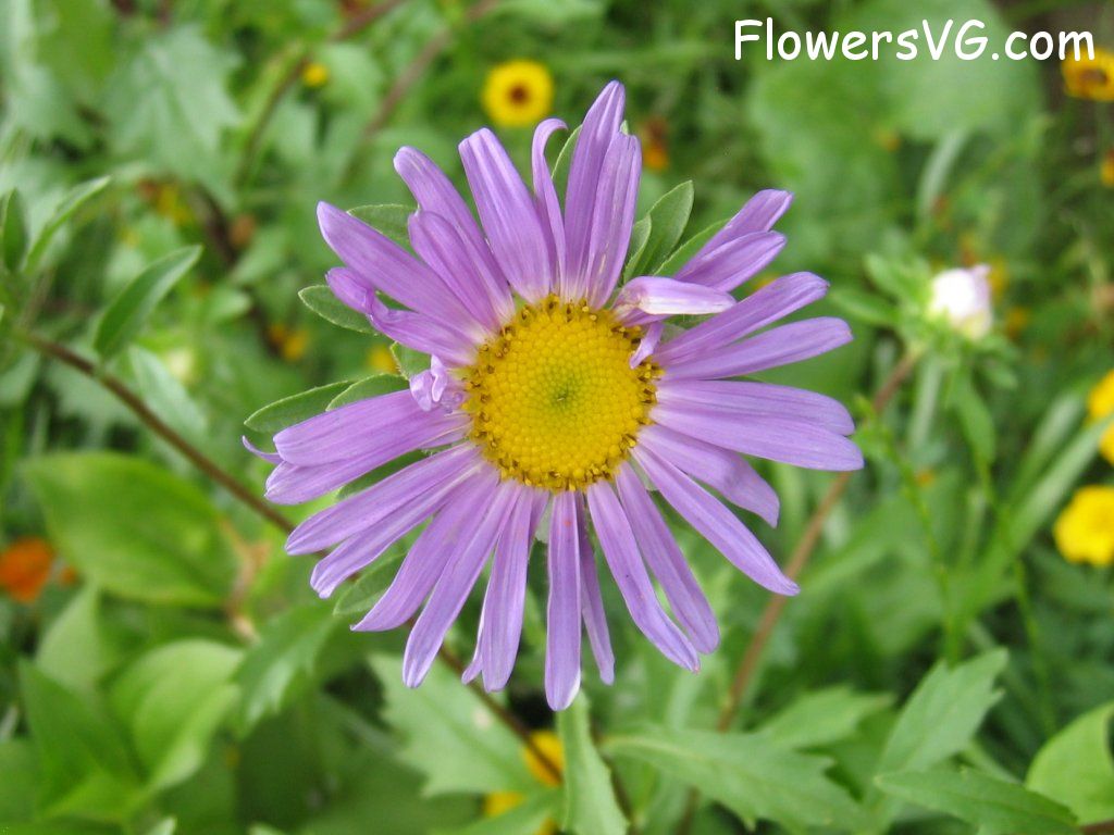 daisy flower Photo abflowers0558.jpg