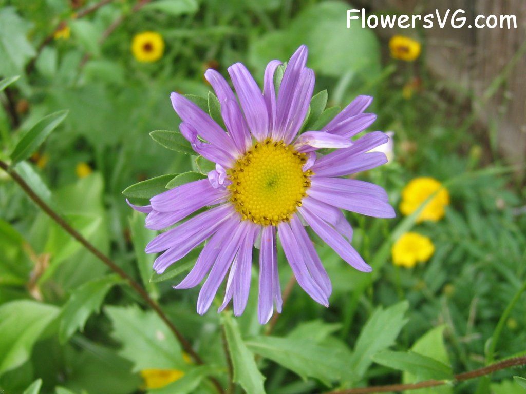daisy flower Photo abflowers0559.jpg