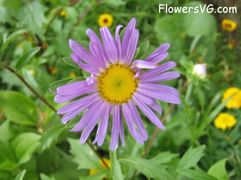 daisy flower Photo abflowers0560.jpg