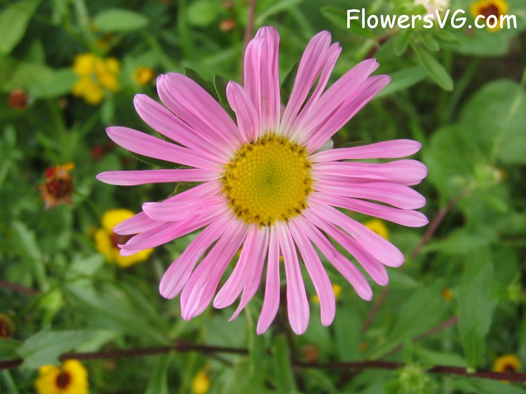 daisy flower Photo abflowers0561.jpg