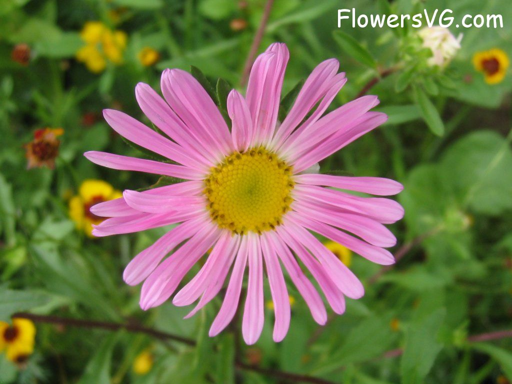 daisy flower Photo abflowers0562.jpg