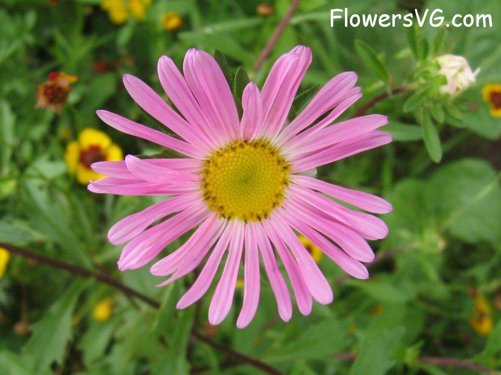 daisy flower Photo abflowers0564.jpg