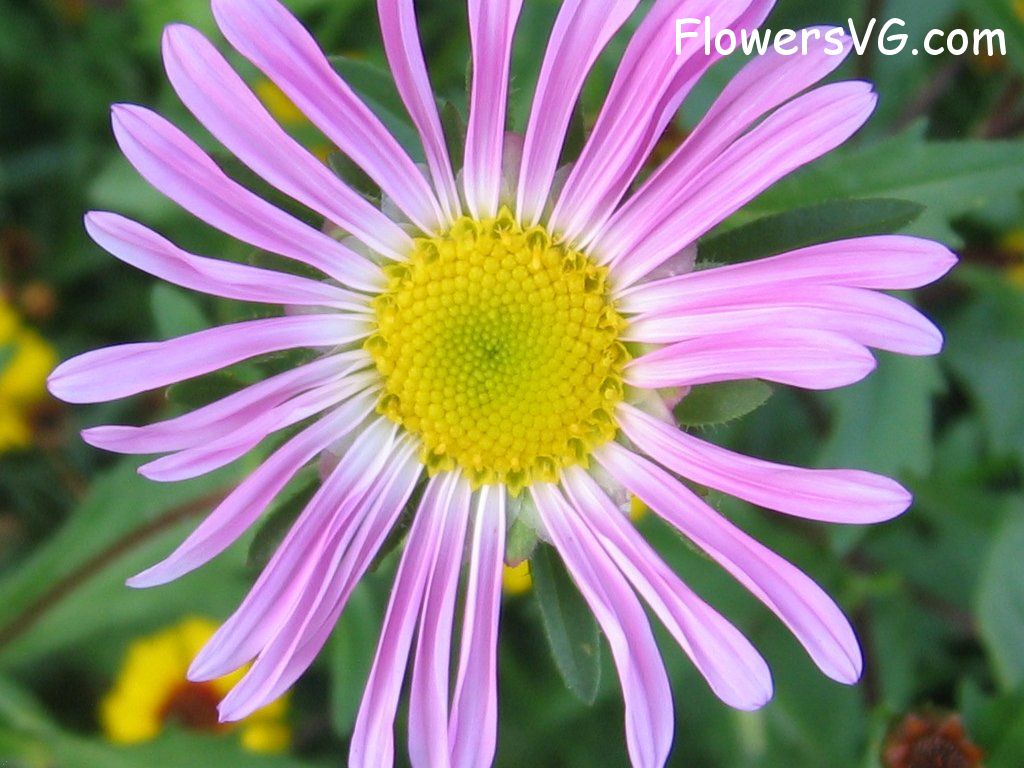 daisy flower Photo abflowers0650.jpg