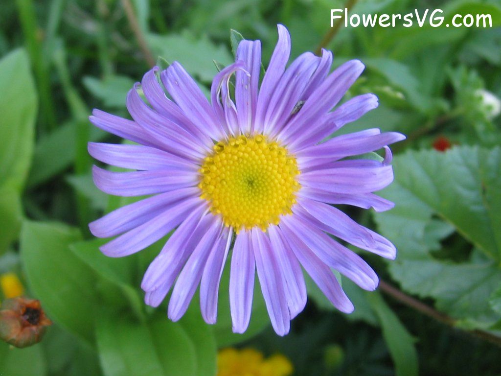 daisy flower Photo abflowers0660.jpg