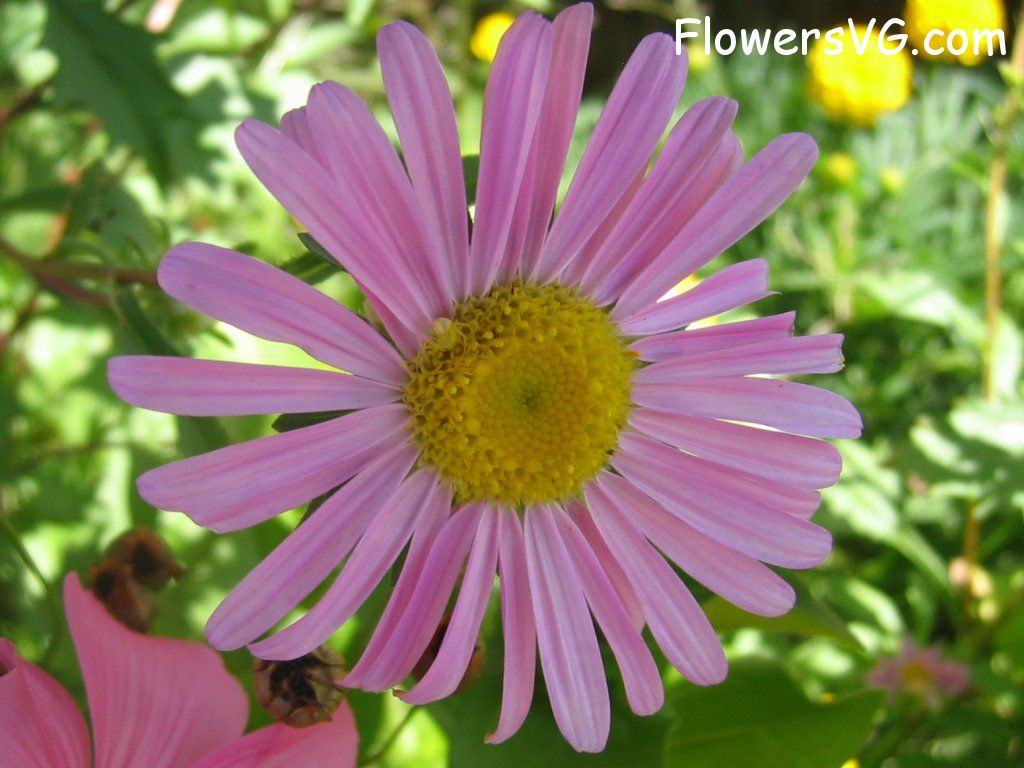 daisy flower Photo abflowers0786.jpg