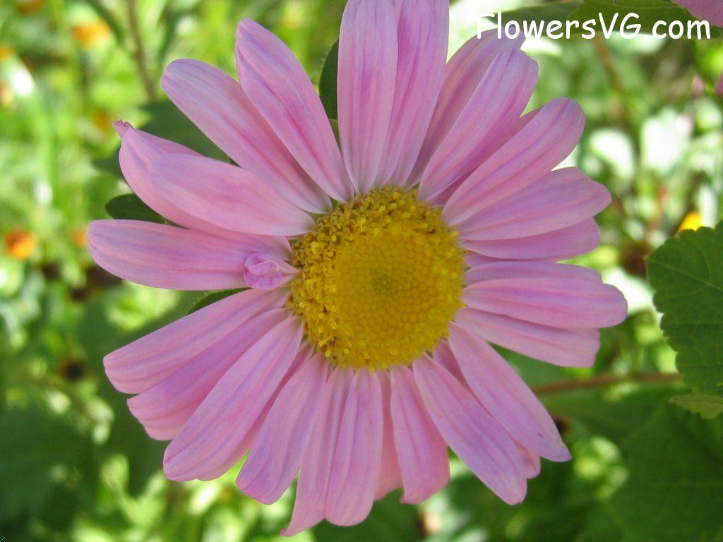 daisy flower Photo abflowers0791.jpg