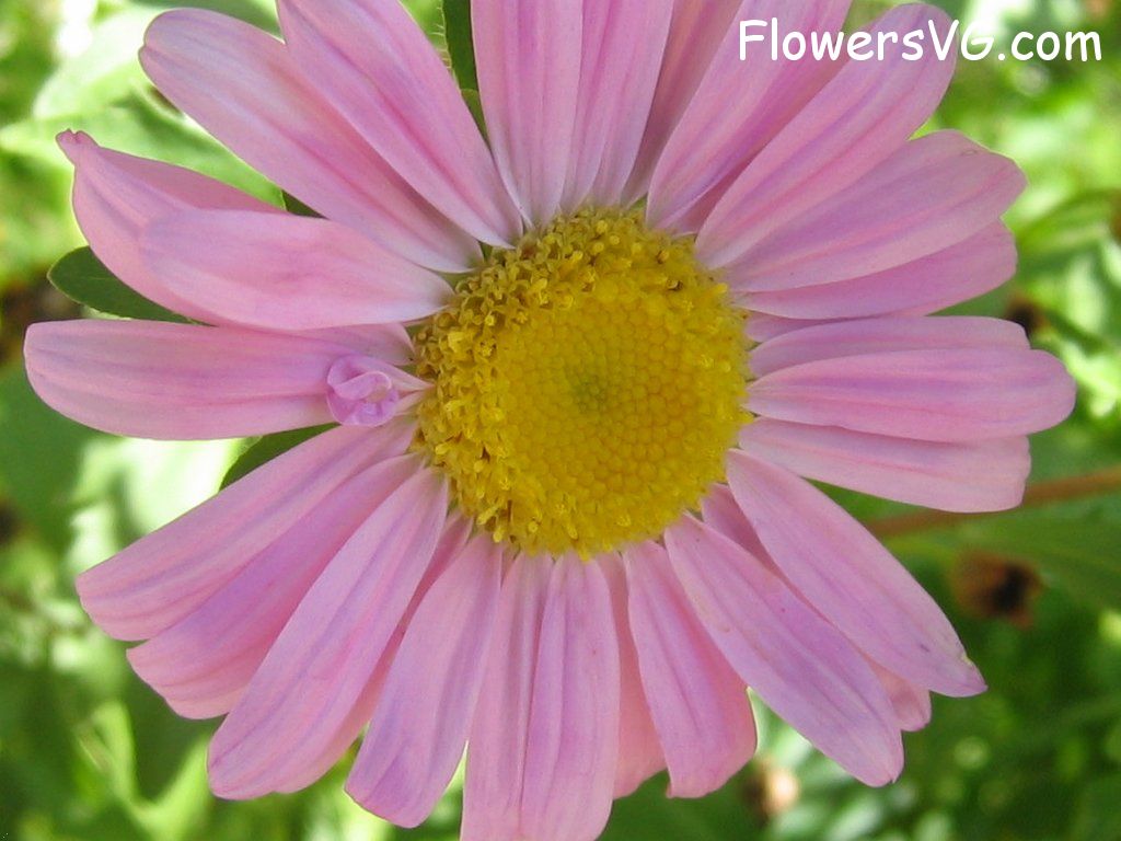 daisy flower Photo abflowers0796.jpg