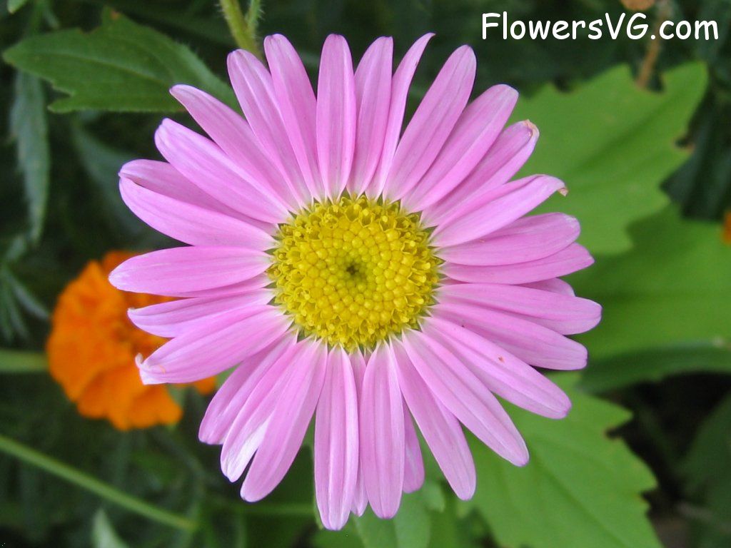 daisy flower Photo abflowers1139.jpg